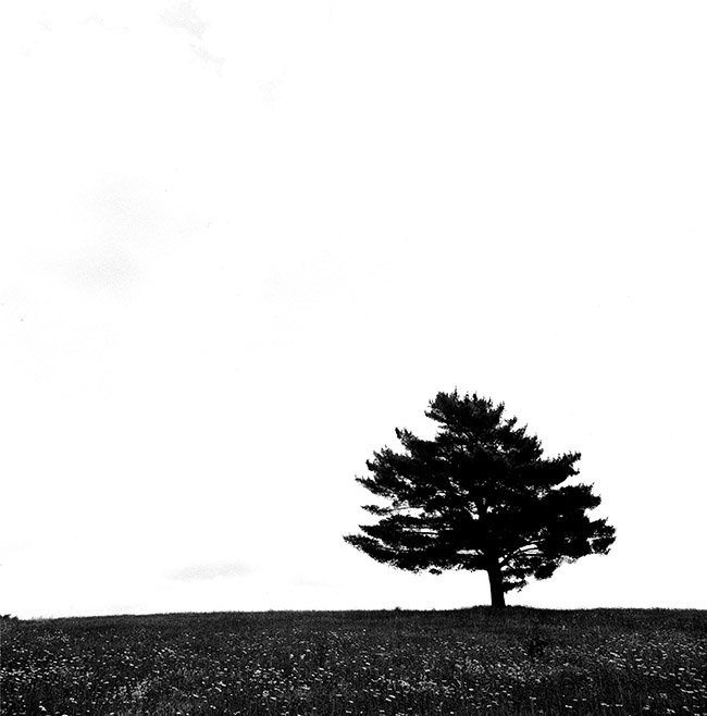 Lone Tree