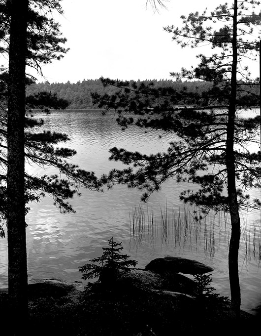 Lake and Trees