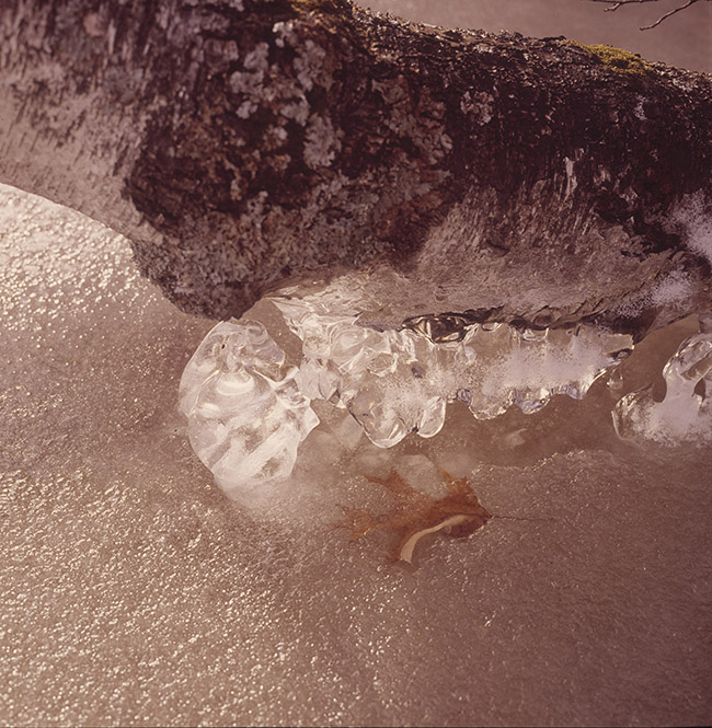 Leaf In Ice