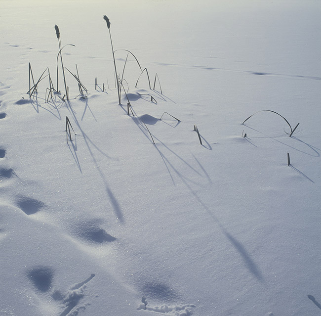 Snow Field